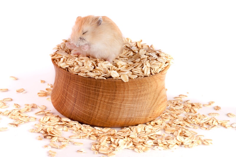 Hamster sitting in food bowl