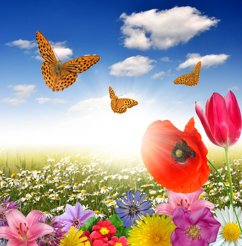 Butterflies, blooming flowers and clouds.