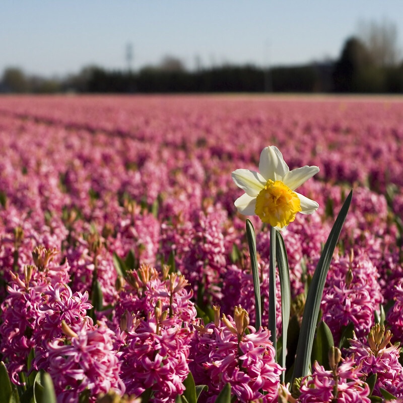 Daffidil in a field of hyacinths.