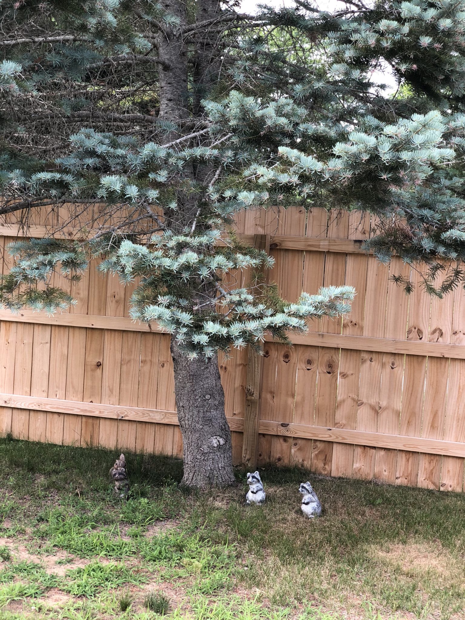 The big tree in my back yard.
