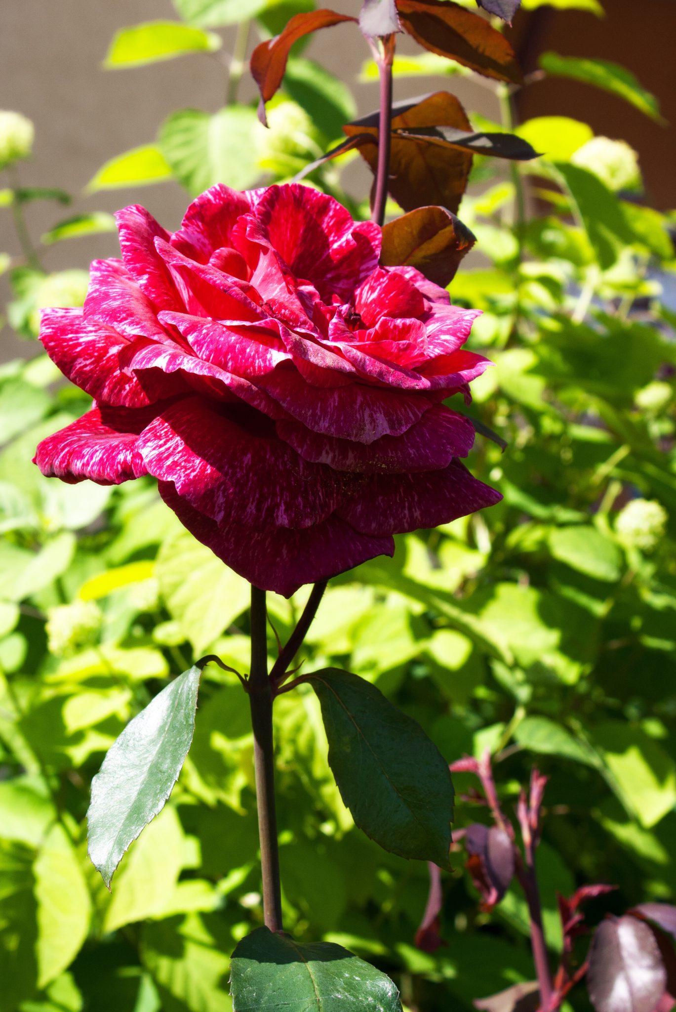 Red rose blooming.