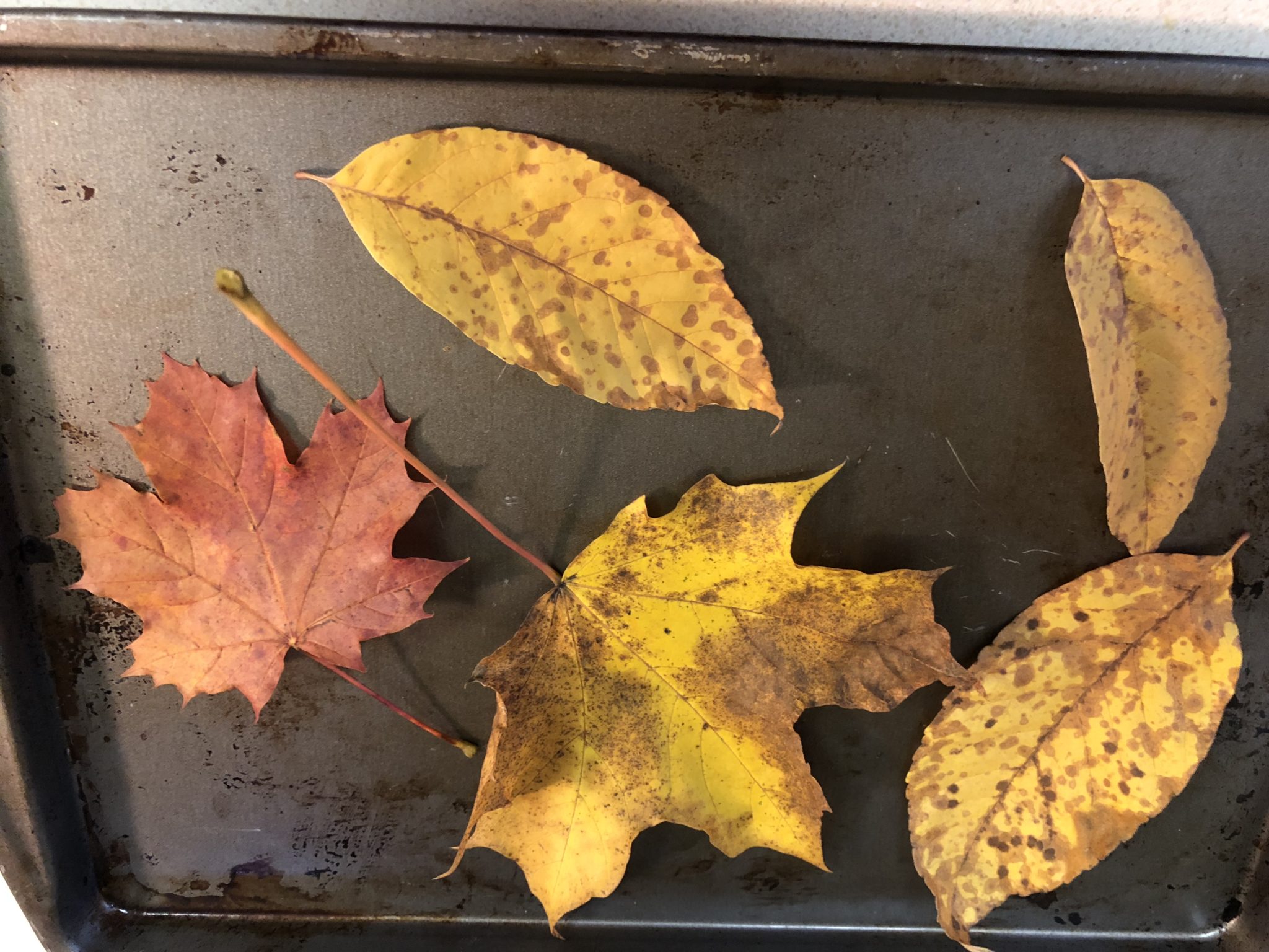 Leaves on a cookie sheet