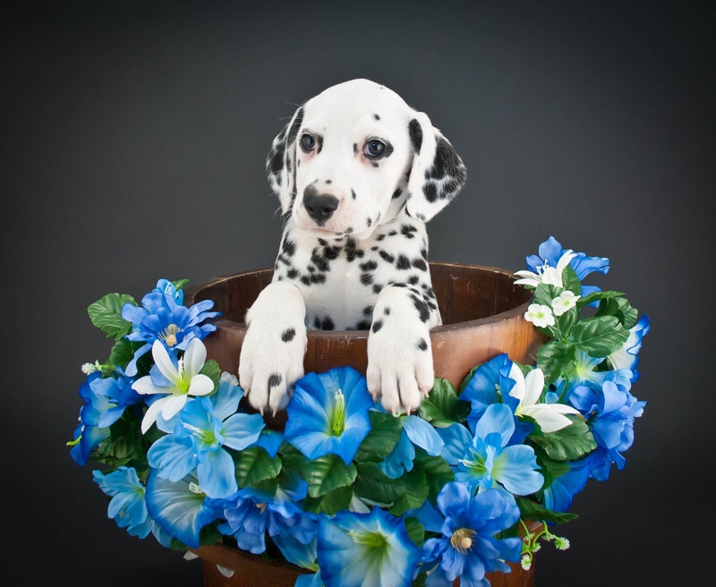 A cute dalmatian puppy surrounded by flowers