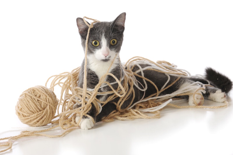 A perplexed cat stuck, tangled up in a ball of yarn