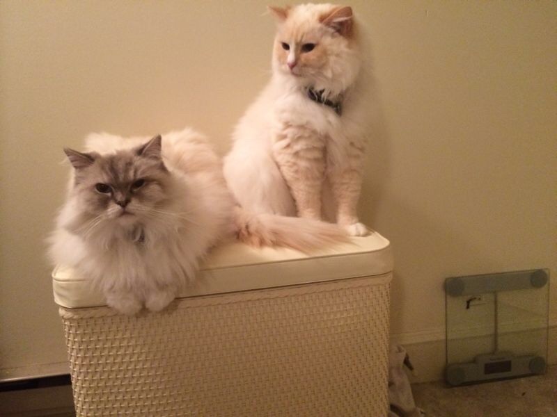 Diamond and Mellow on a hamper