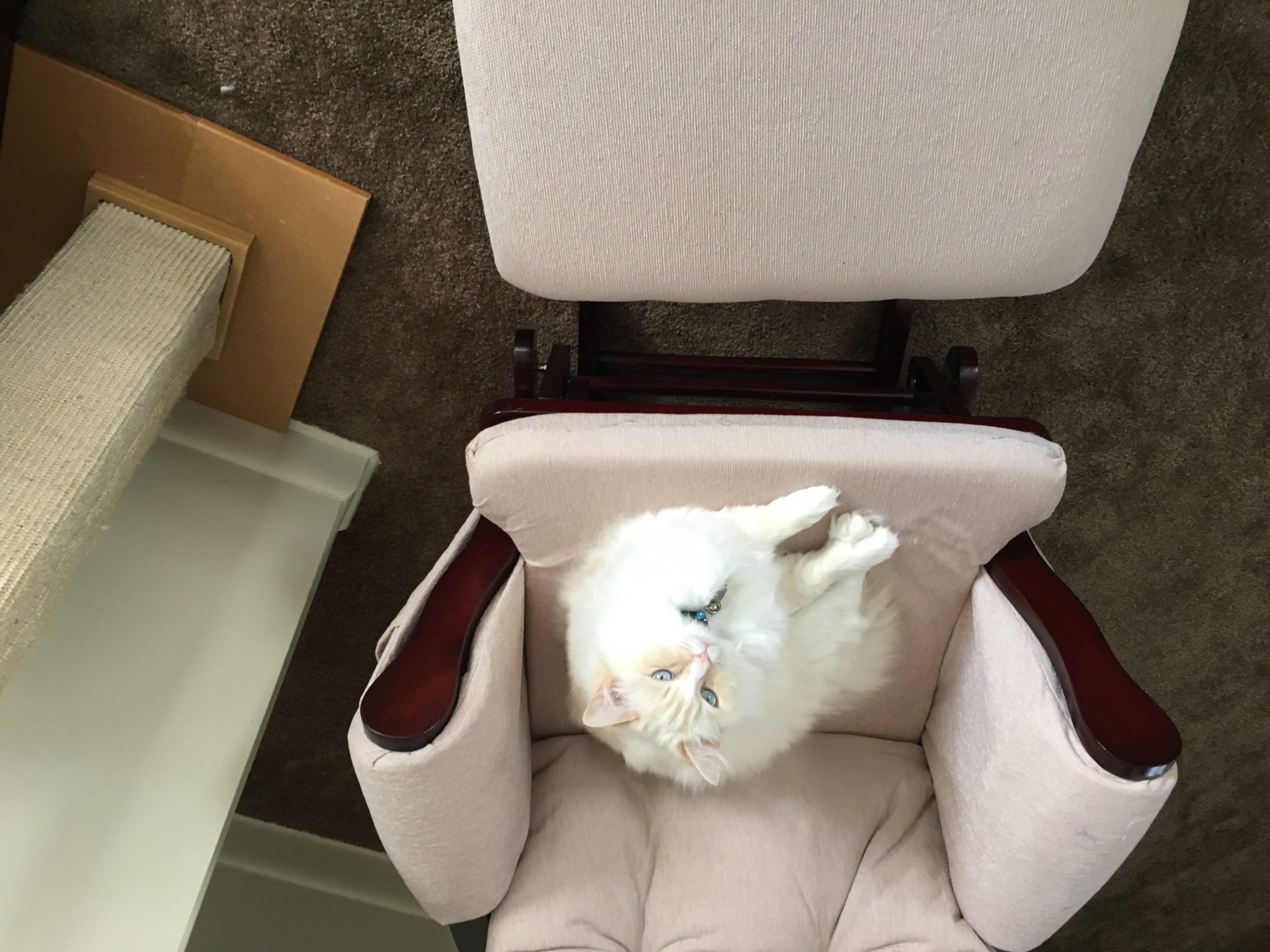 Mellow making himself at home in the rocking chair.