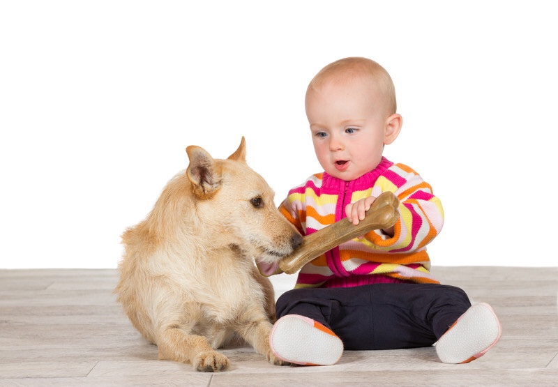 Baby gives dog a bone.