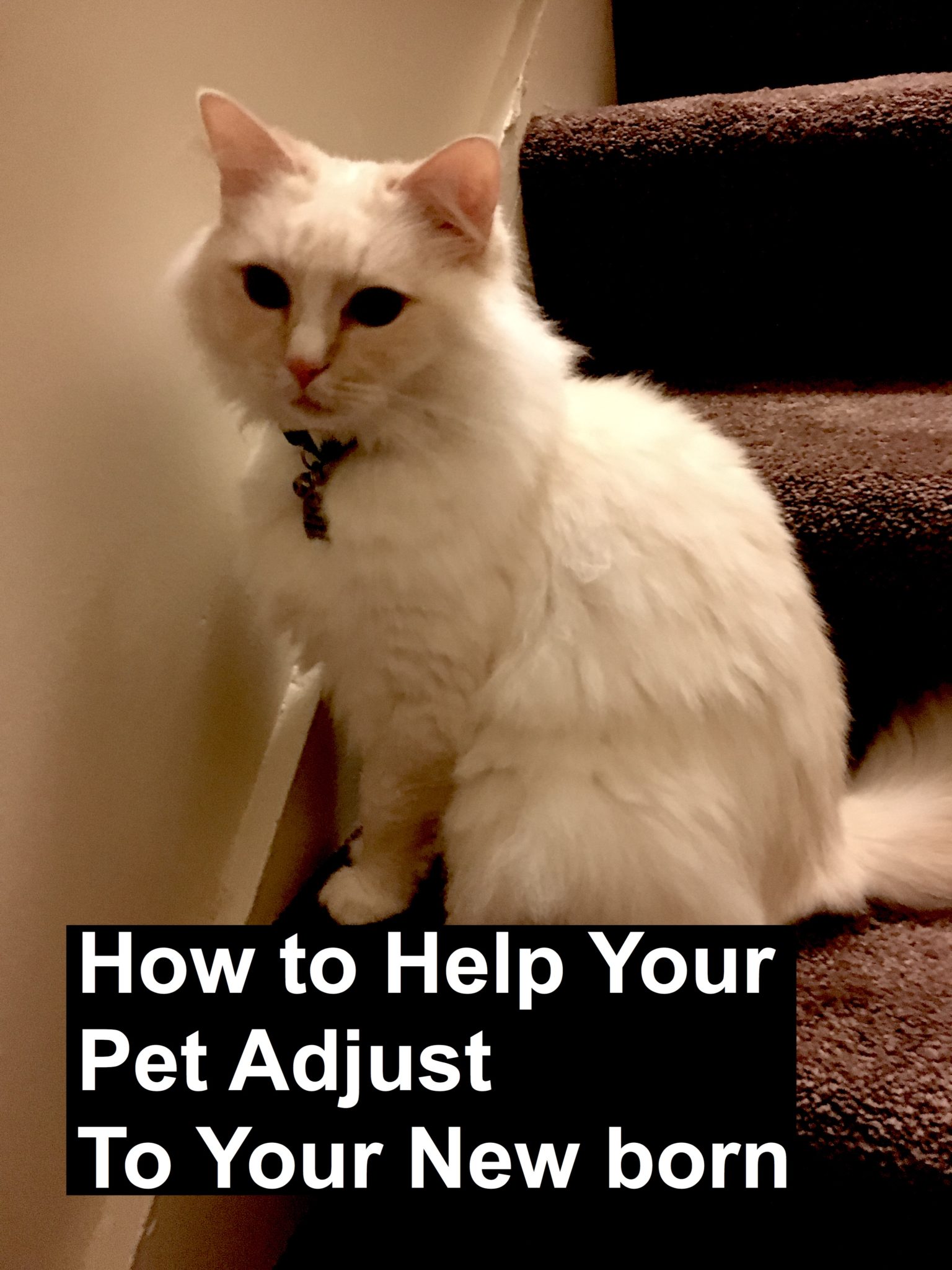 Mellow and How To Help Your Pet pin