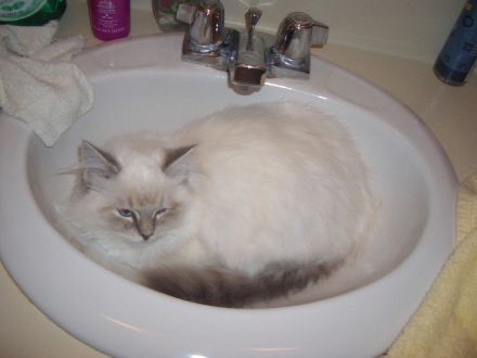 Diamond in the sink