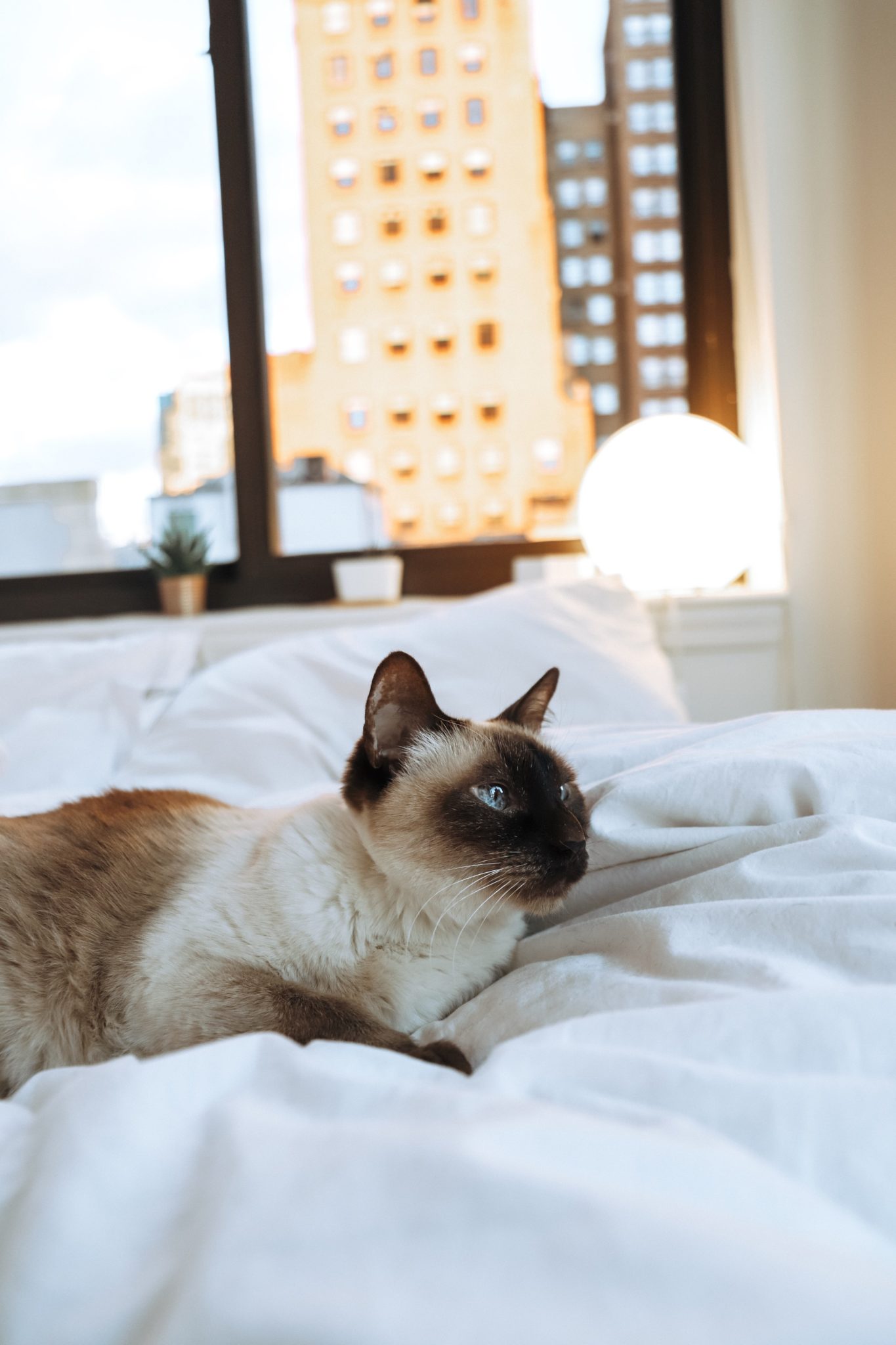 Cat napping in a bed