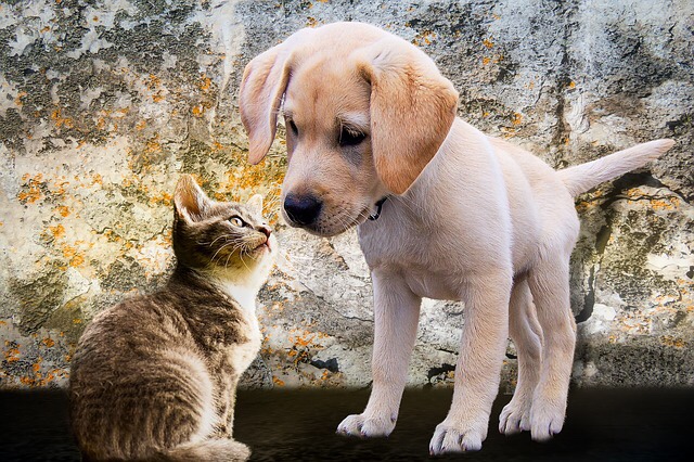 Cat Playing with Dog