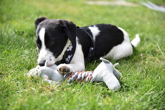 Dog playing with toy