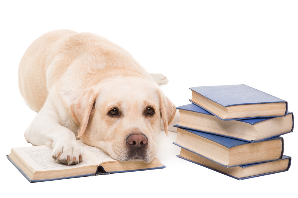 Dog with books