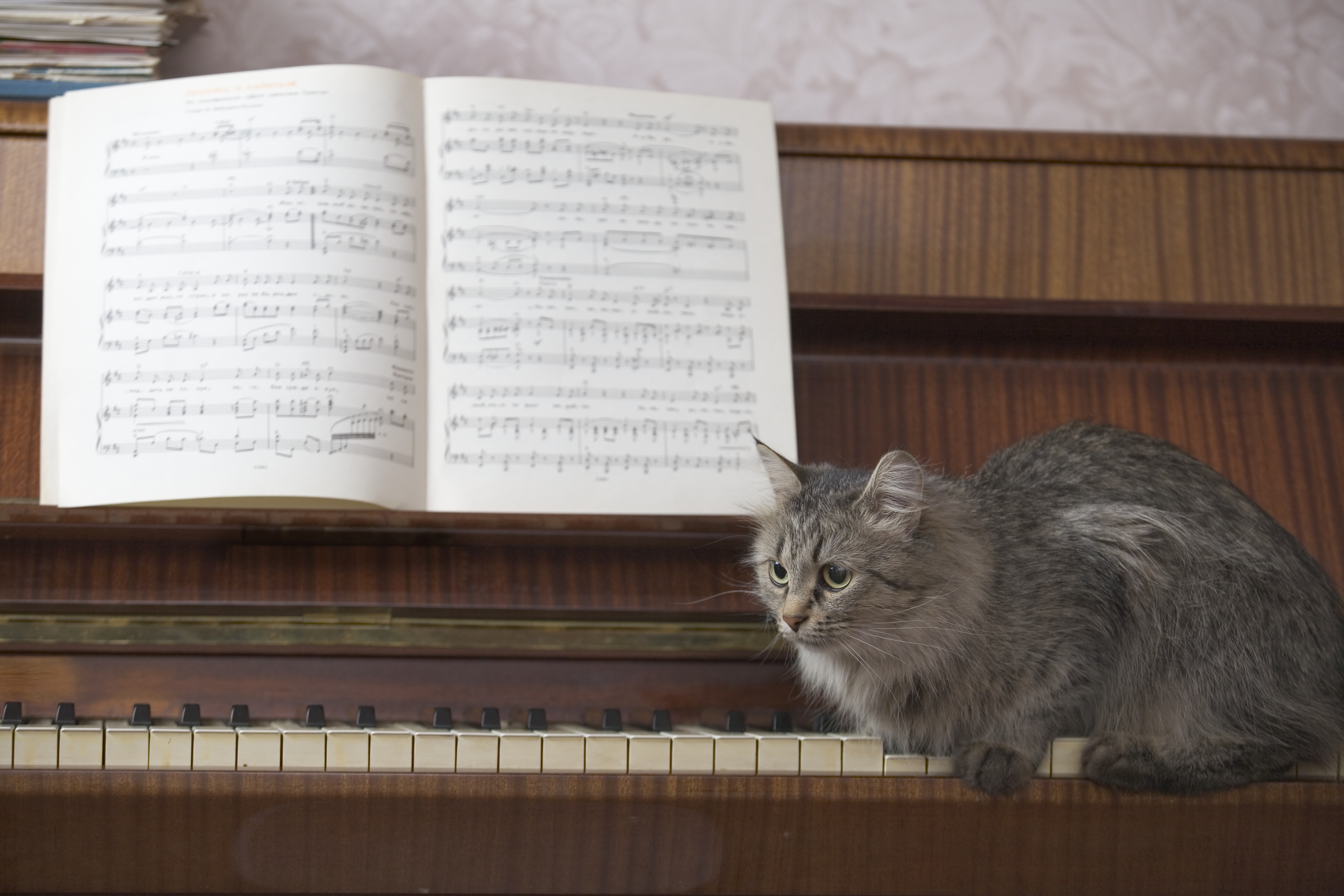 Cat on piano with music book