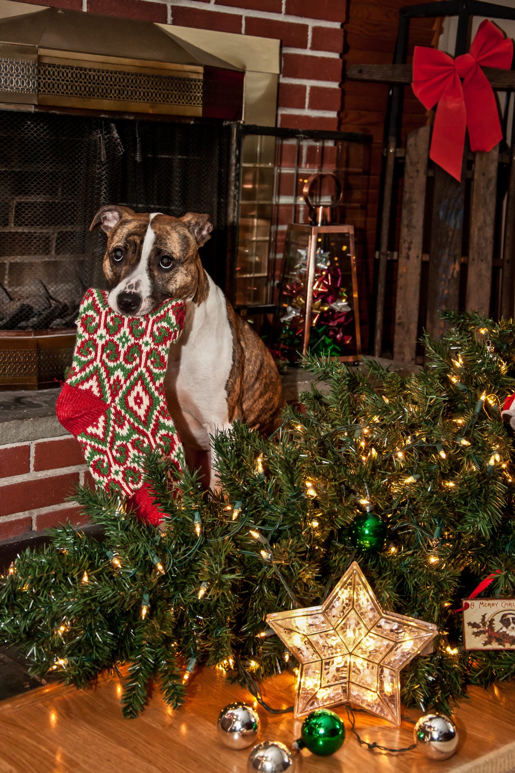 Dog knocks over Christmas tree