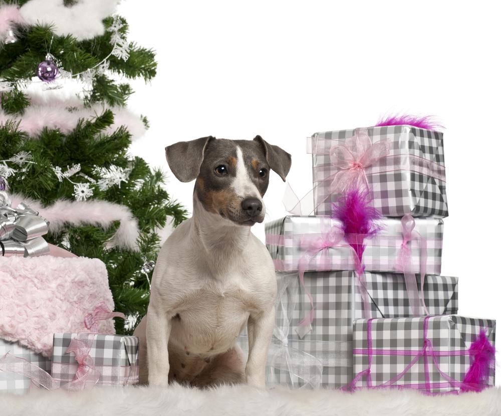 Dog next to Christmas tree and gifts