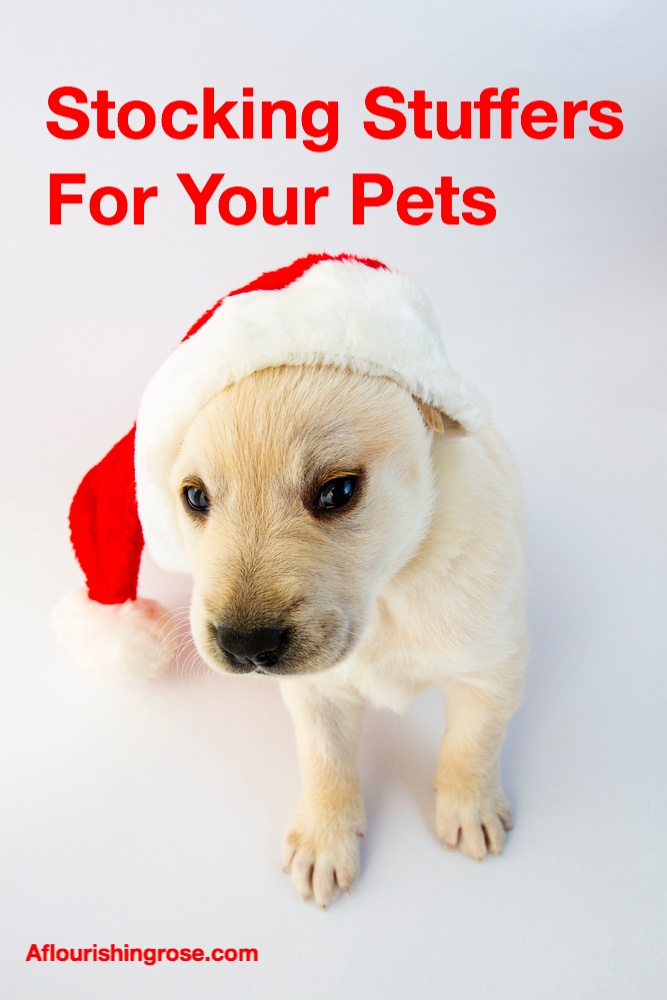 Stocking Stuffers for Your Pets