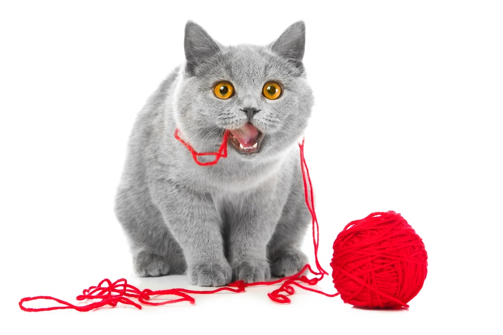 Cat playing with ball of yarn