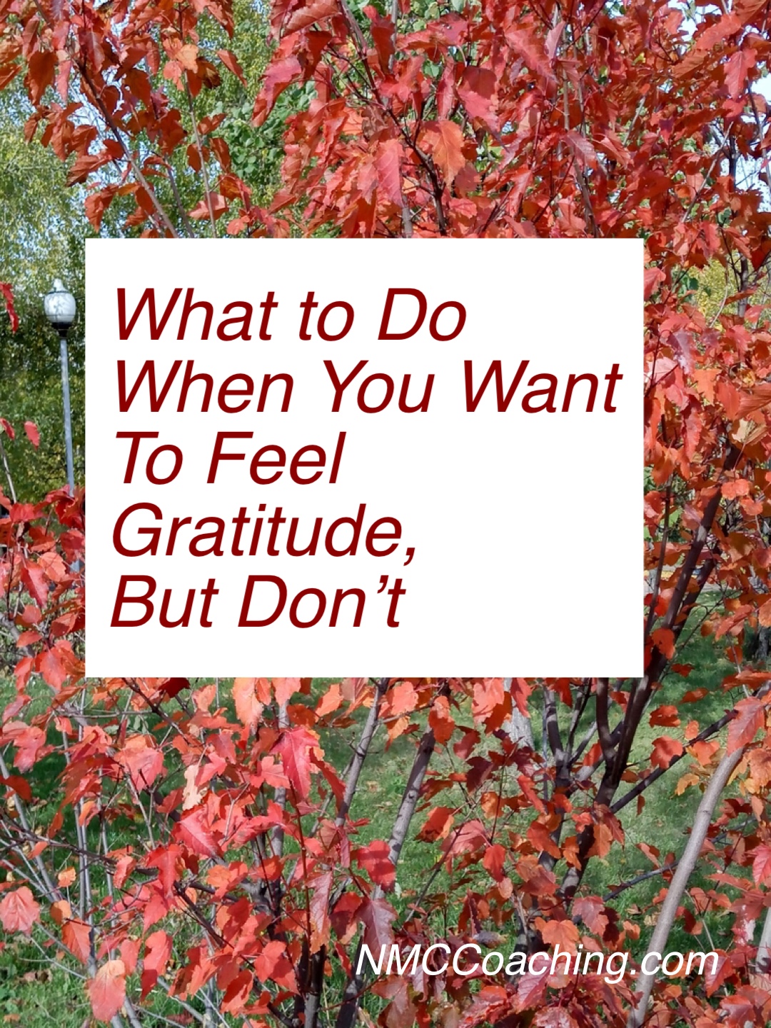 What to do when you want to feel grateful, but don’t.